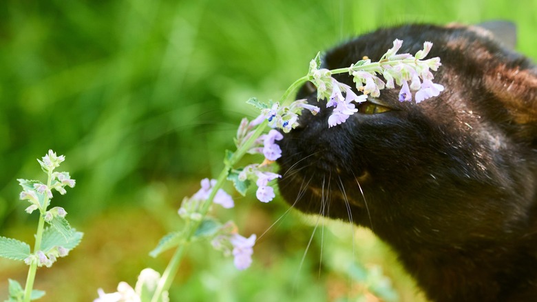 Black cat smelling catnip flowers