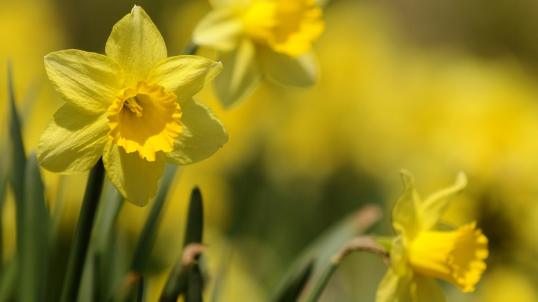 Daffodil plants with yellow flowers