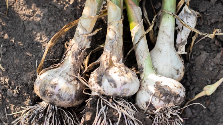 Garlic bulbs laying in soil