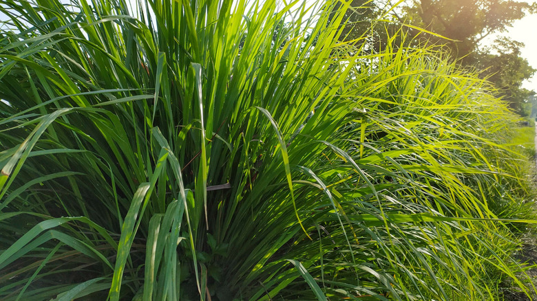 Lemongrass growing in the garden