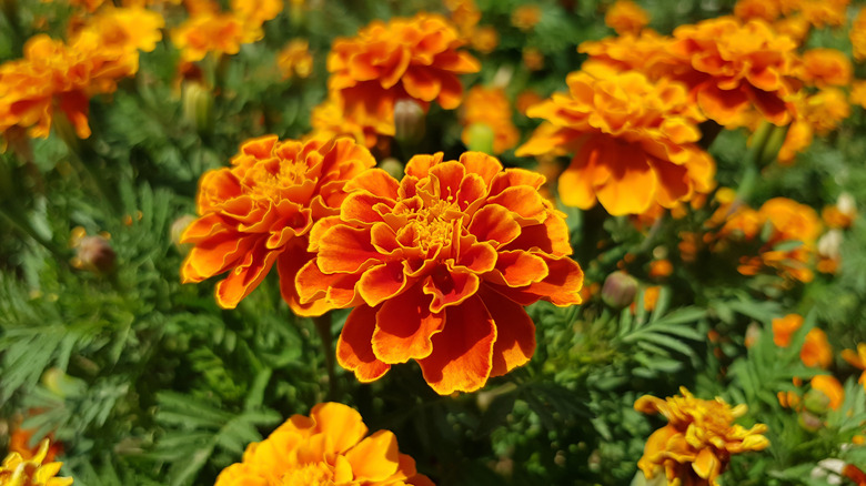 Many marigolds in full bloom