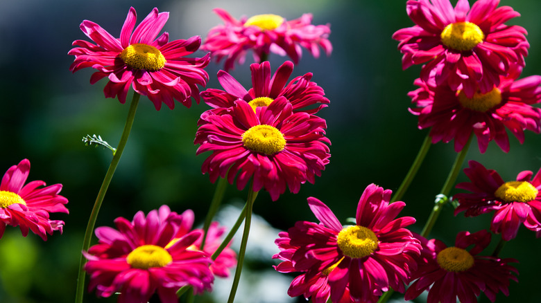 Painted daisies with pink blooms