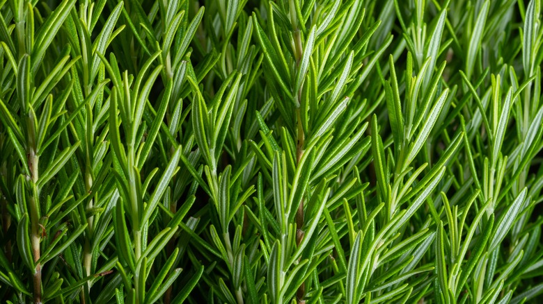 Fresh rosemary leaves in sun