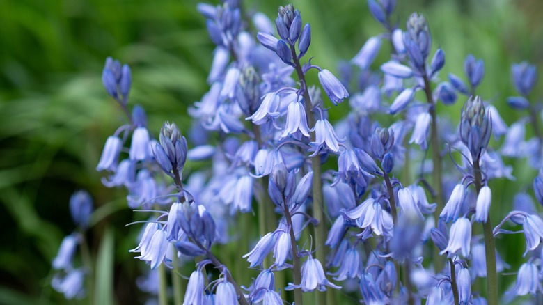 Spanish bluebells flowers blue blooms