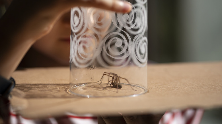 Person trapping spider under glass