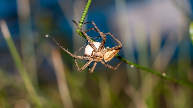 Nursery web spider with eggs