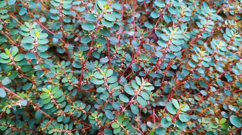 Euphorbia prostrata leaves