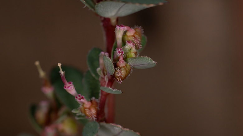 Pink flowers on Euphorbia prostrata