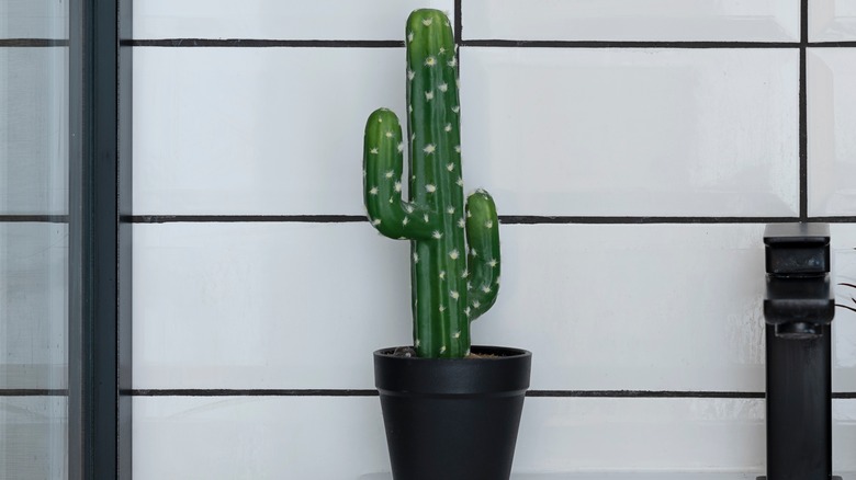 fake cactus in bathroom