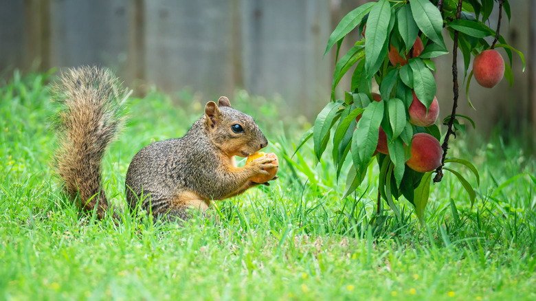 squirrel eating peach in yard