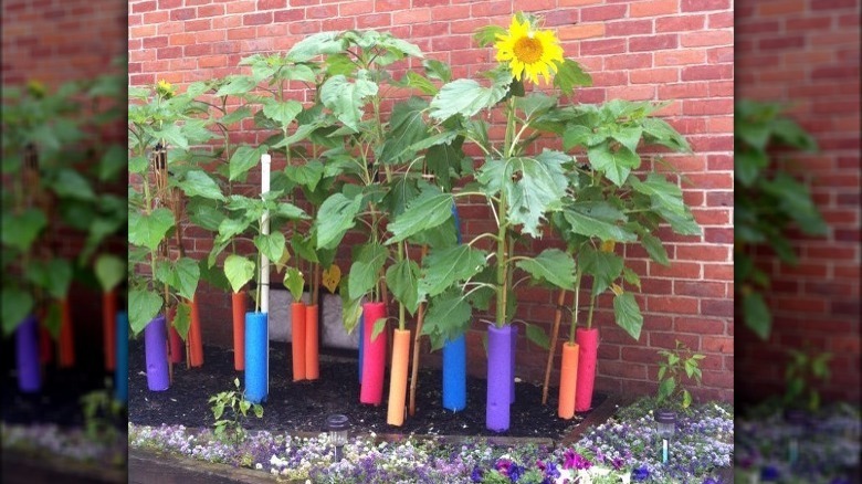 plants supported by pool noodles