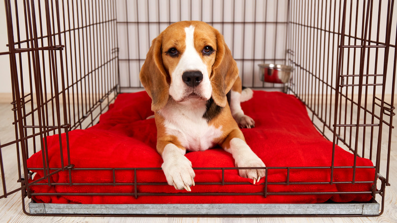 dog sits in crate