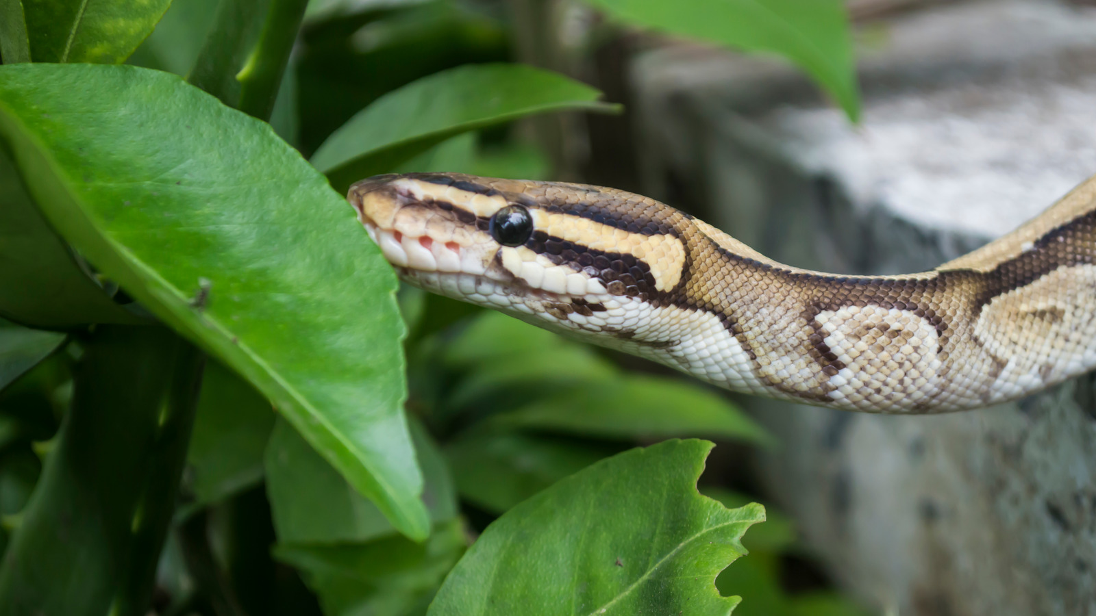 The Popular Bird-Attracting Feature That's Likely Inviting Snakes To ...