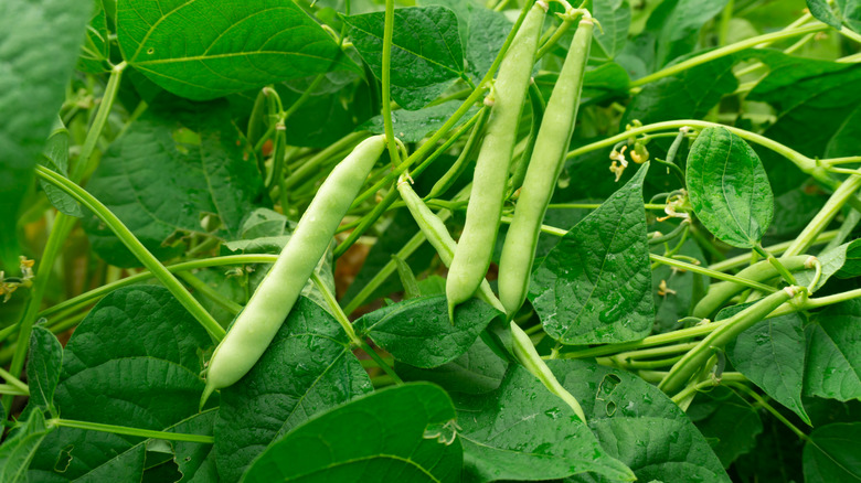 beans on plant