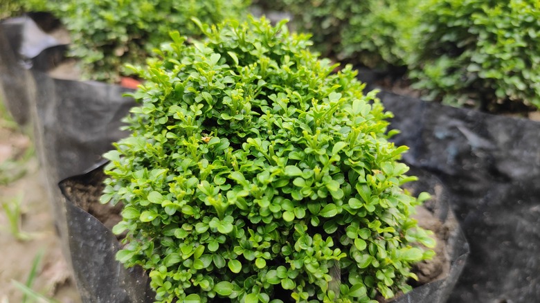 boxwood shrub at nursery