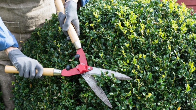 shaping boxwood shrub