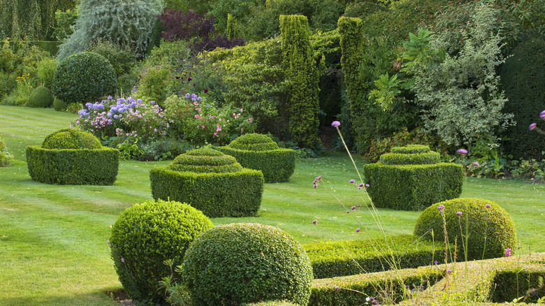 topiary in garden