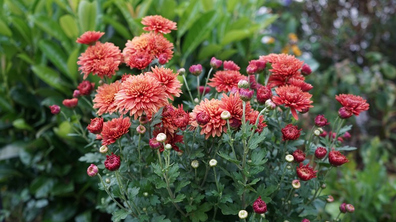 red chrysanthemum flowers in garden 