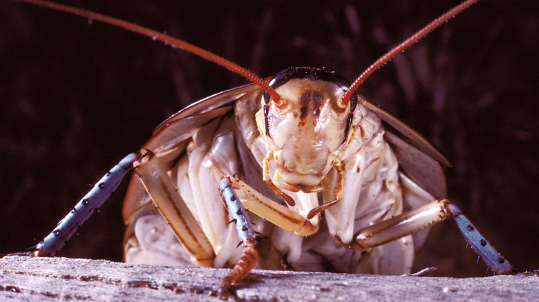 close up cockroach face