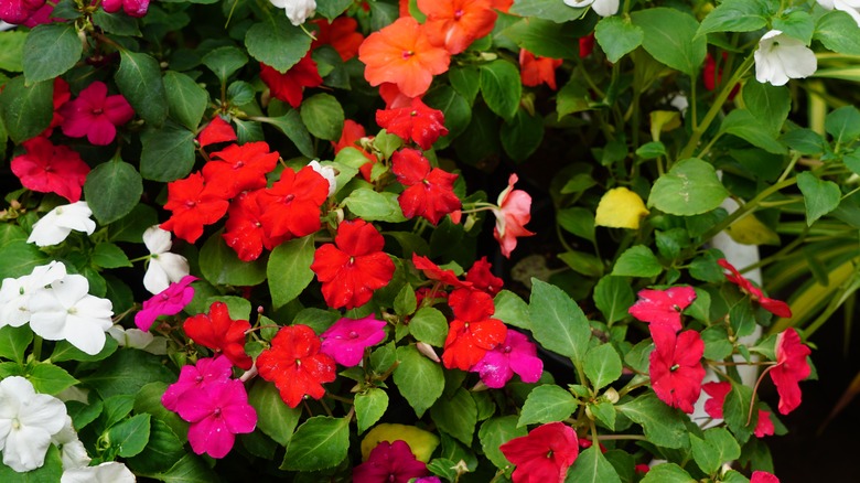 colorful impatiens flowers