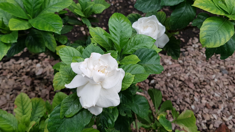 gardenias in garden