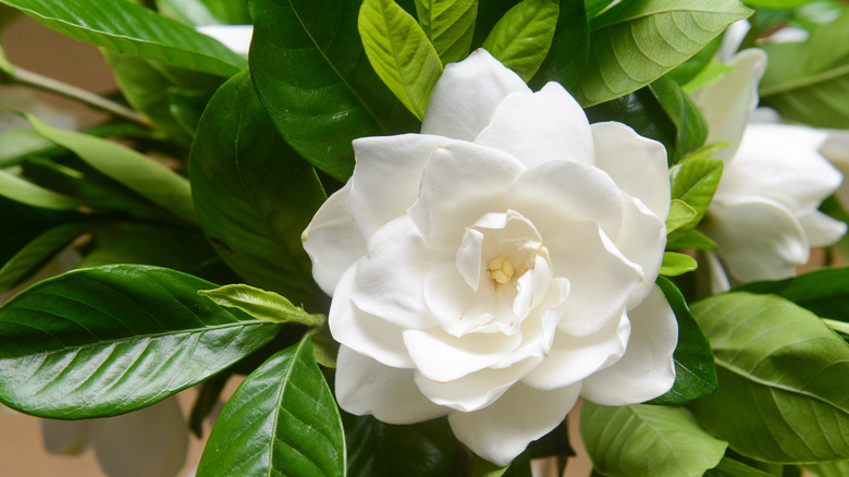 zoomed in photo of gardenia