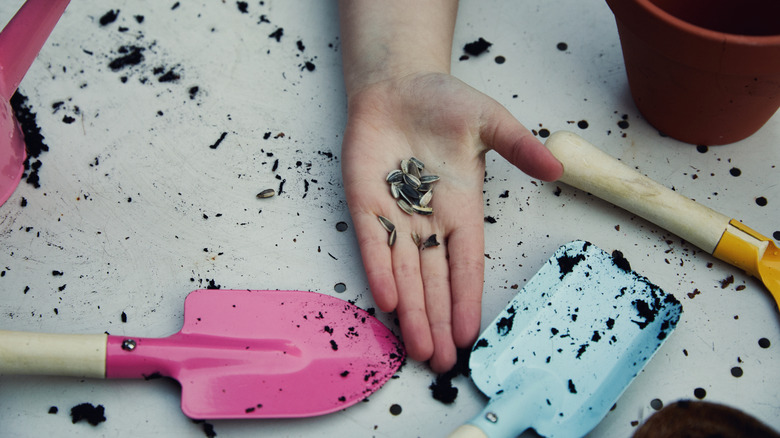 Hand holding out sunflower seeds above table with gardening supplies