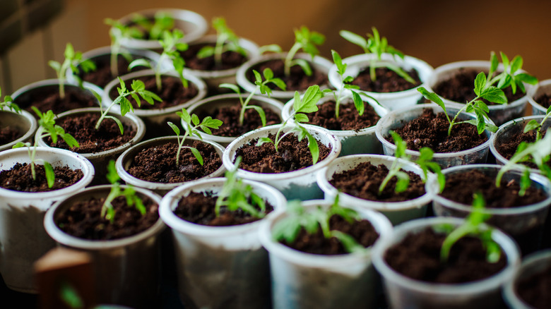 Seedlings growing in plastic cups