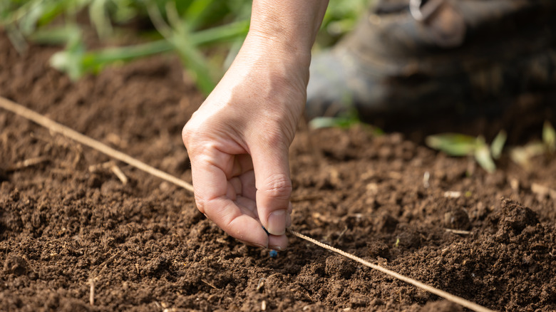 Gardener planting a seed.