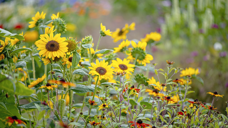 Sunflowers growing in garden