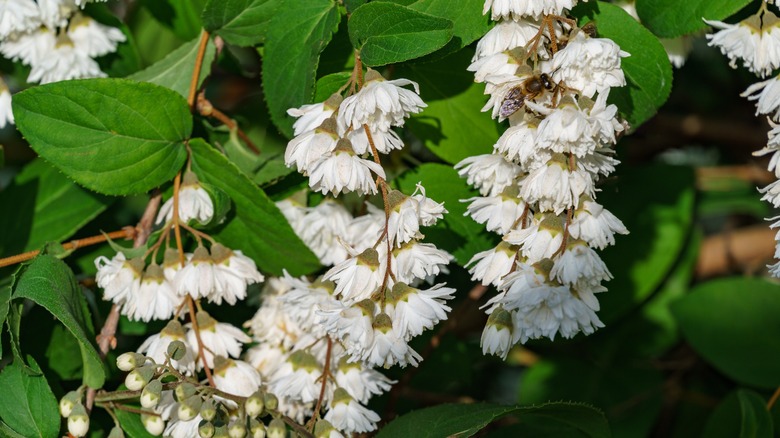 Deutzia scabra showing masses of flowers