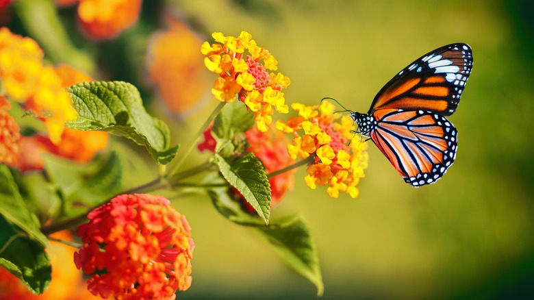 monarch butterfly on lantana flower