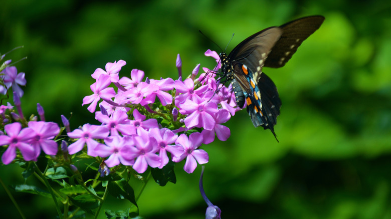 butterfly on creeping phlox