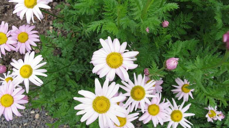 Tanacetum coccineum