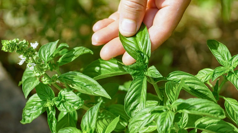 hand picking basil leaves