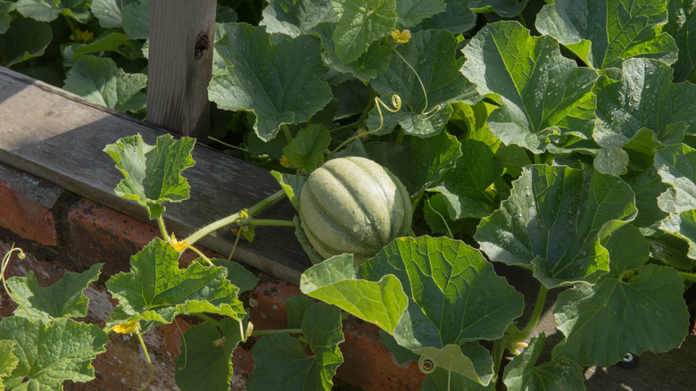 sprawling melon plant