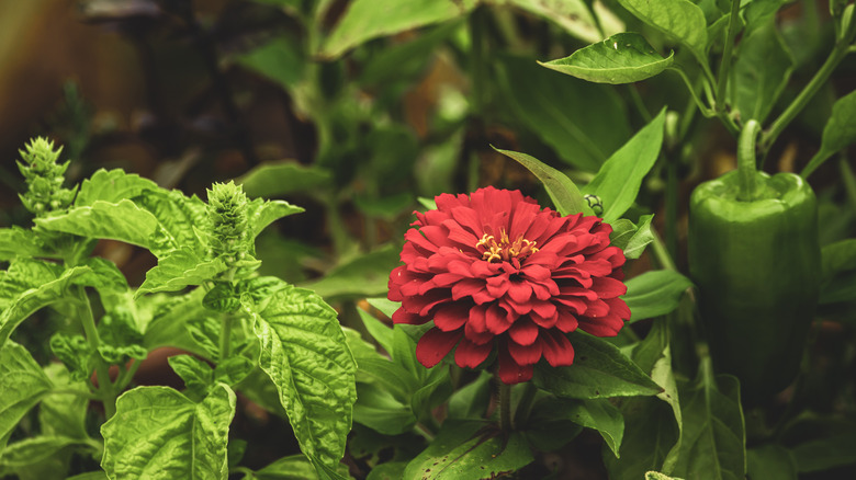 zinnia interplanted with peppers