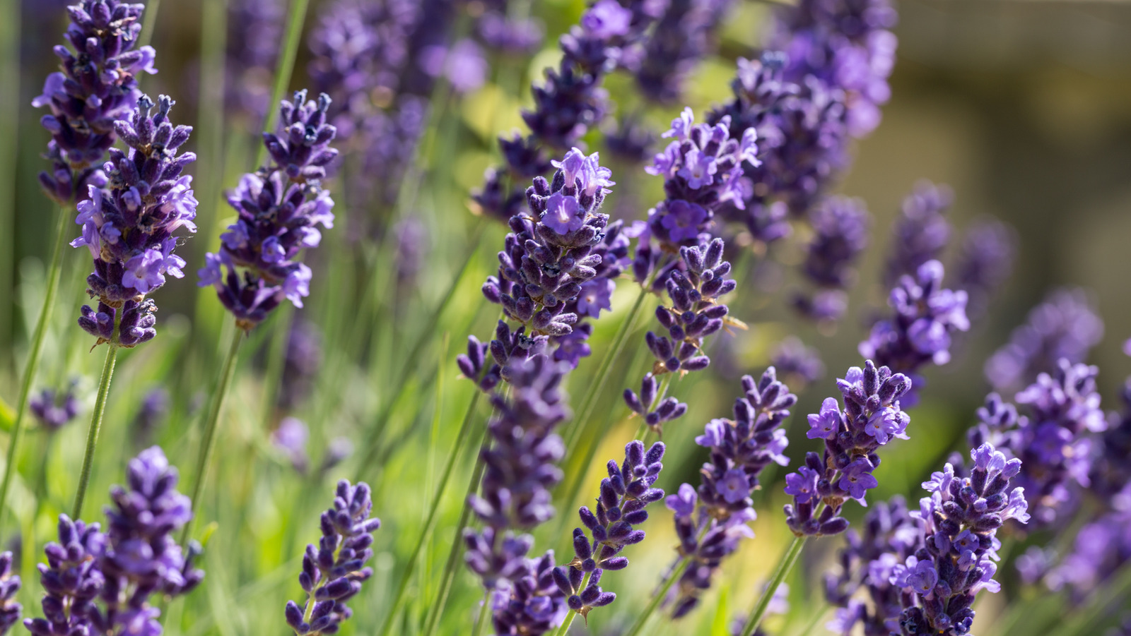 Our Expert Horticulturalist Tells Us The Popular Garden Herb You Should ...