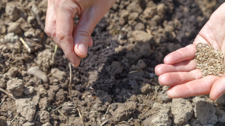 hands sowing parsley seeds