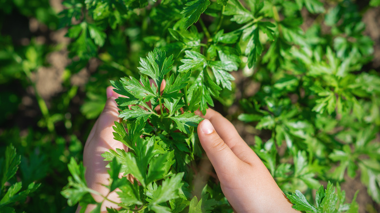 hands holding parsley in garden