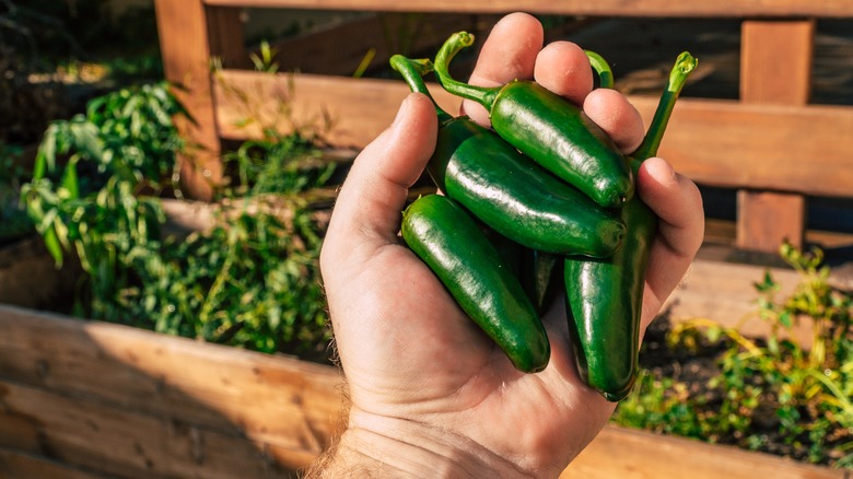Person holding jalapeno peppers