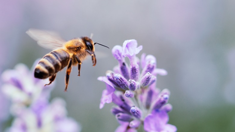 Bee near lavender 
