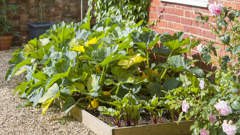 zucchini growing in raised bed