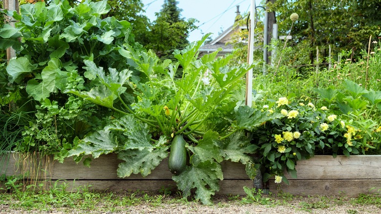 zucchini in raised garden bed