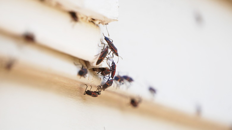 boxelder bugs crawling