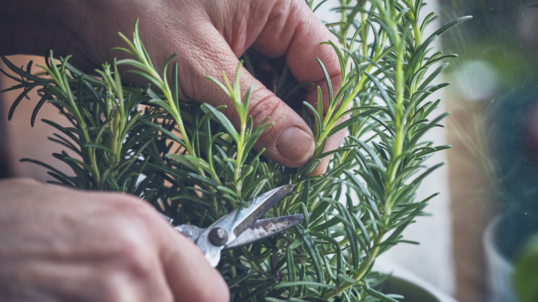 Harvesting rosemary plant