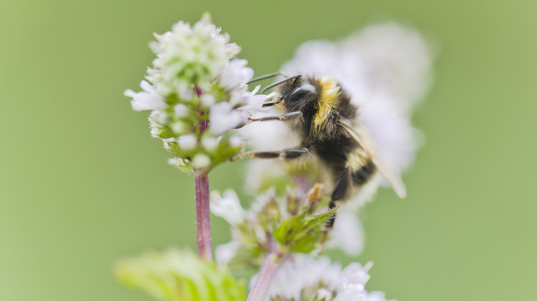 Bee on white flowers