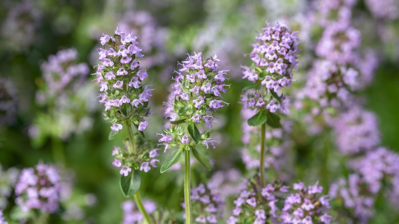 Blooming thyme plant