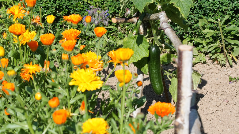 Cucumbers and marigold plants together garden