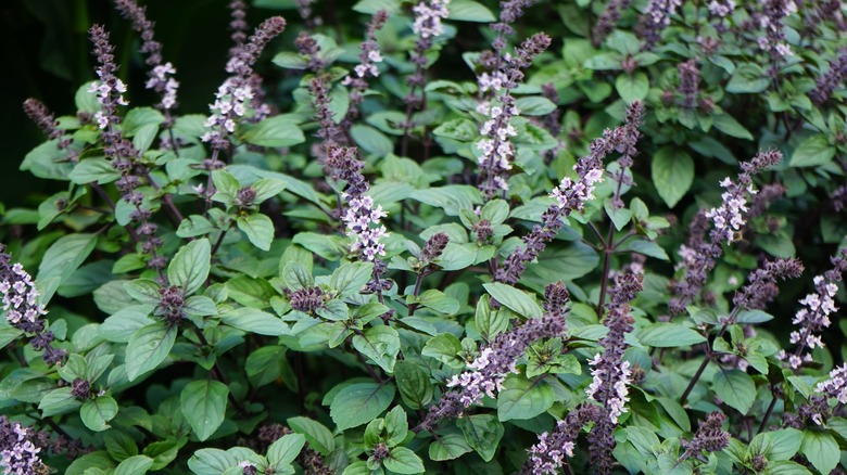 flowering basil plant